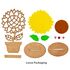 Flower Deco Painting - Tulip / Sunflower / Orchid / Hibiscus / Daisy - Loose Contents